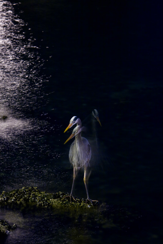 Great Blue Heron